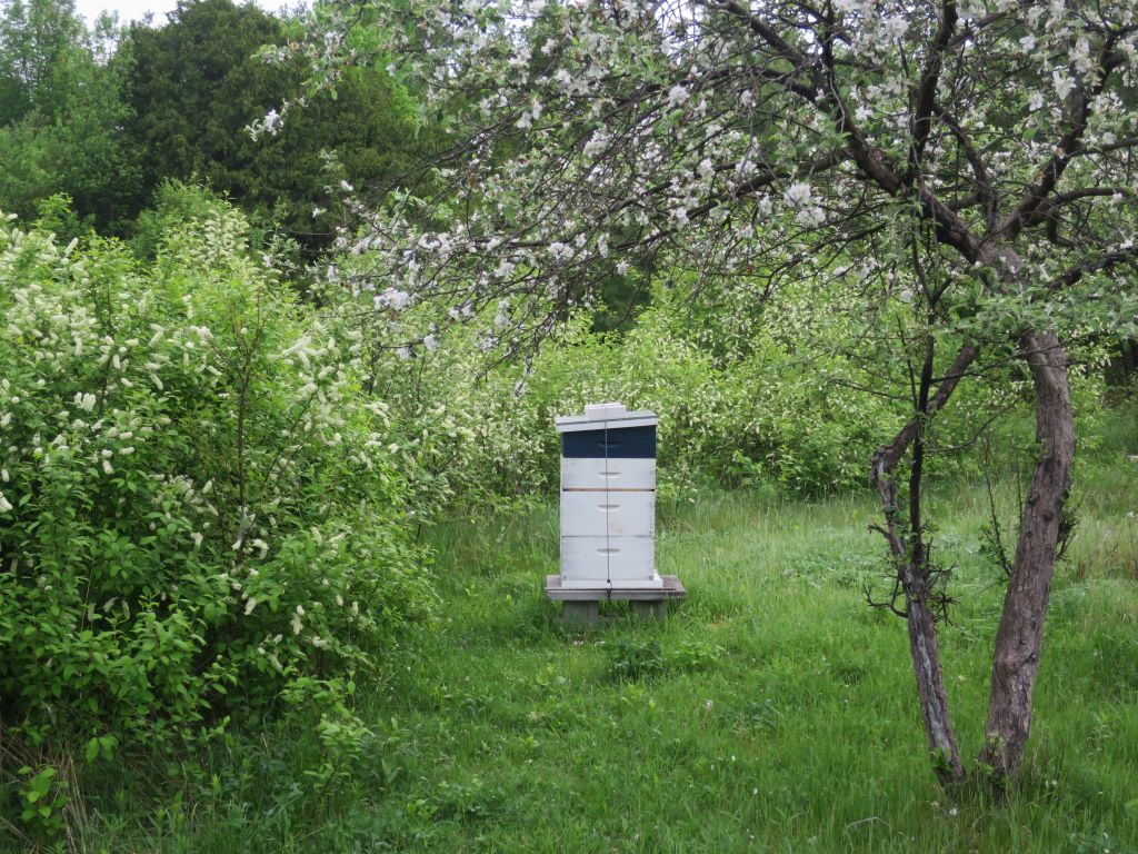 Beehive under an apple tree